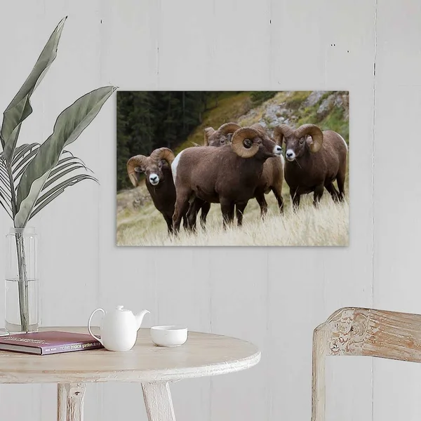 Rocky Mountain, Bighorn Sheep, Rams, Canvas Wall Art, 24x16, Great Big Canvas
