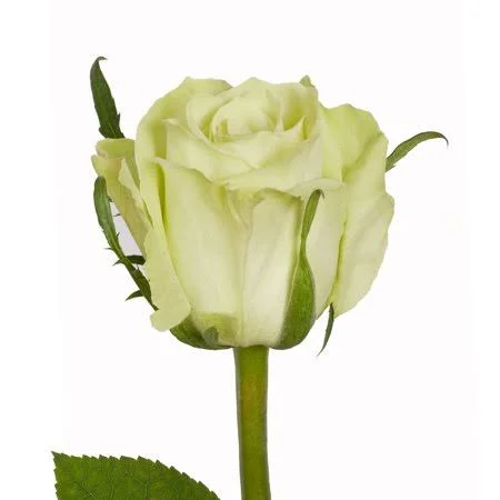 Green Roses 50 cm - Fresh Cut - 75 Stems, Size: 50 cm, 20 in