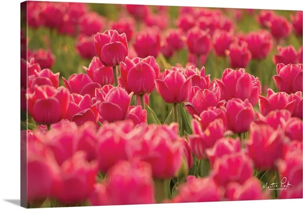 Pretty Pink Tulips, Canvas Wall Art, 30x20, Great Big Canvas