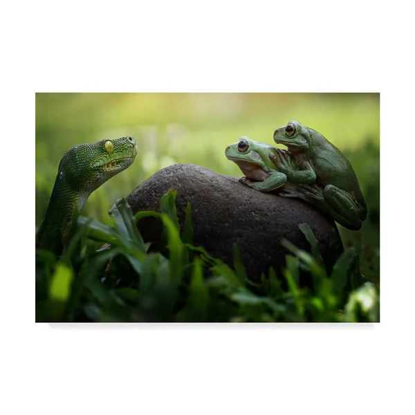 Trademark Fine Art Fahmi BHS 'Frogs Curiosity' Canvas Art - Multi-Color - Size: 16 x 24