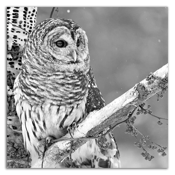 18x22 x 18x22 White Owl by PhotoINC Studio Print on Canvas