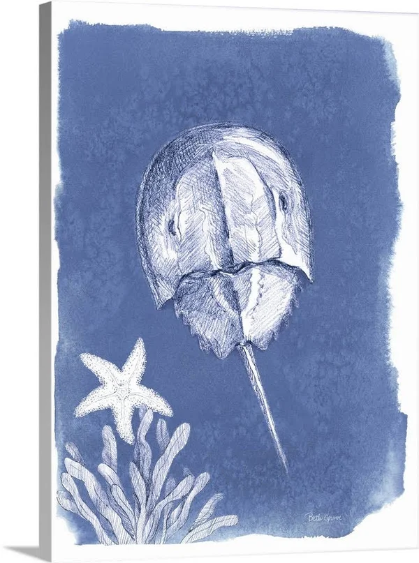 Coastal Sea Life VI - Canvas Wall Art, 36x48, Great Big Canvas
