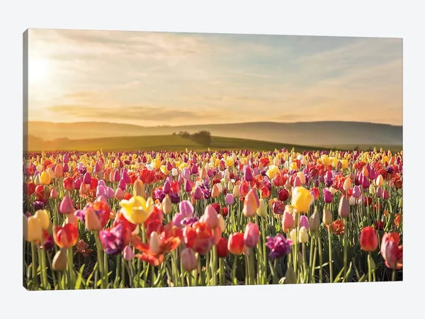 Karen Burke Canvas Prints - Tulip Field Sunrise ( Floral & Botanical > Flowers > Tulips art)