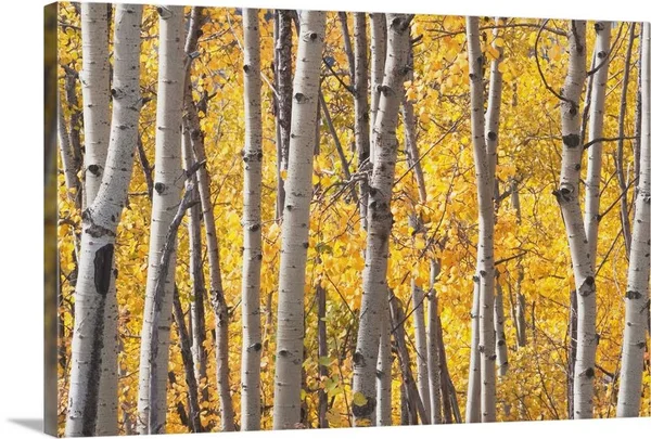 Aspen Trees in Autumn - Kananaskis Country, Alberta, Canada, Canvas Wall Art, 48x32, Great Big Canvas