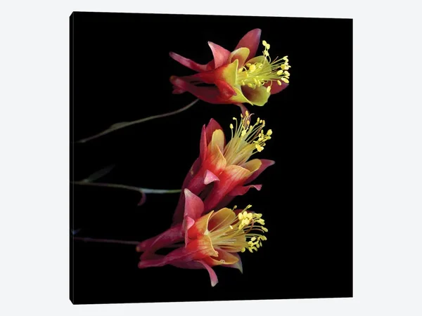 Magda Indigo Paintings Canvas Art Prints - Aquilegia x ( scenic & landscapes > Nature > Nature close-ups > Flora