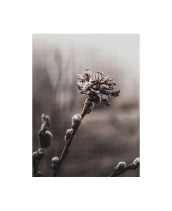 Trademark Fine Art Ic01791-C2432Gg Incado 'Spring Plants' Canvas Art, 2