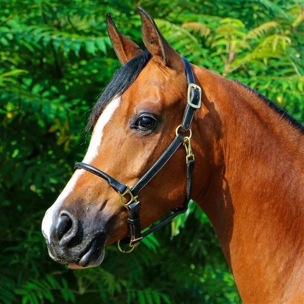 Billy Royal Paris Rolled Nose Leather Halter COB