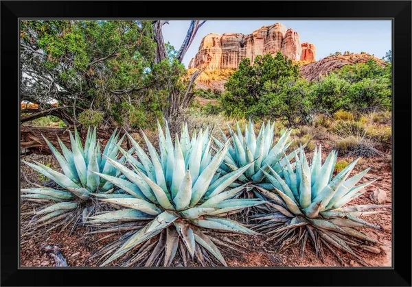 Agave Plants and Cathedral Rock - Sedona AZ, Black Framed Wall Art, 30x20, Great Big Canvas