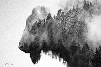 Andreas Lie Canvas Art Prints - Black & White Bison