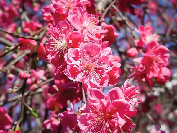 Pink Cascade Weeping Peach #5 Container