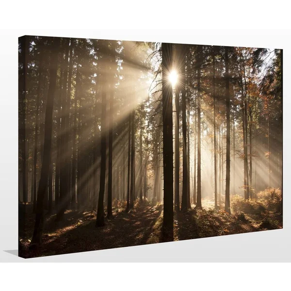 Picture Perfect International Autumn Morning in Forest Giclee Print Canvas Wall Art, 30 Inches x 40 Inches x 1.5 Inches