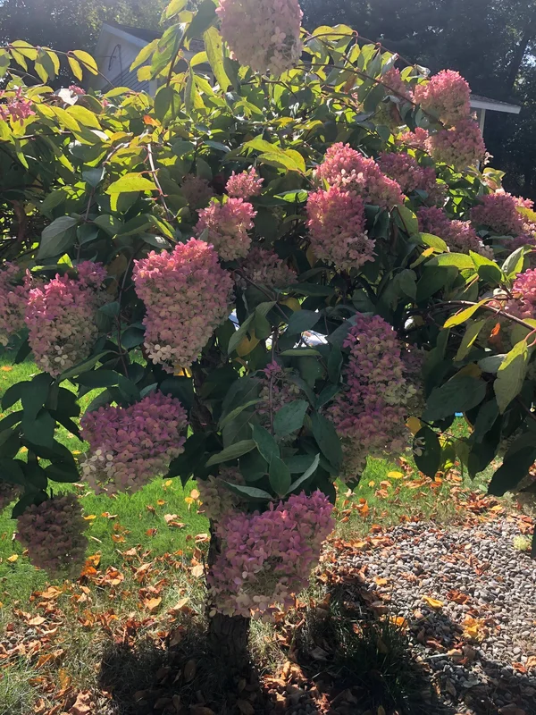 Dried Hydrangea Flowers