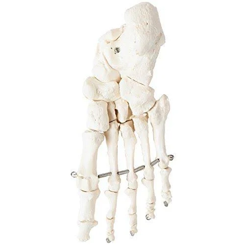 Axis Scientific Complete Disarticulated Human Skeleton Bundle - Includes 3 Part Human Skull, Life Size Bones, Articulated Hand an