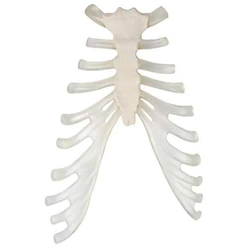 Axis Scientific Complete Disarticulated Human Skeleton Bundle - Includes 3 Part Human Skull, Life Size Bones, Articulated Hand an
