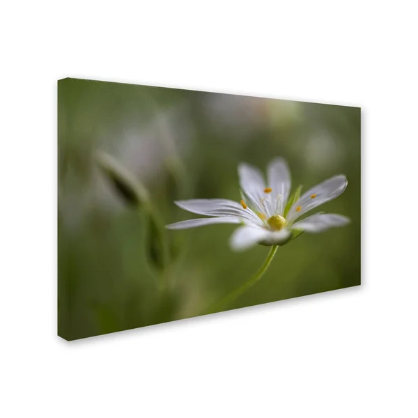 Trademark Fine Art 1X02352-C1219Gg Mandy Disher 'Stitchwort' Canvas AR
