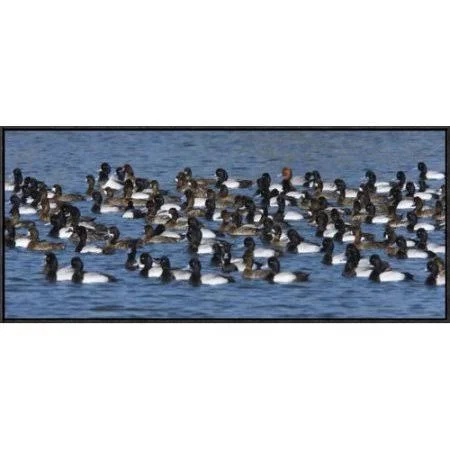 East Urban Home Lesser Scaup Flock on Lake, North America Photographic Print Format: Black Framed, Size: 15x22 H x 36x22 W