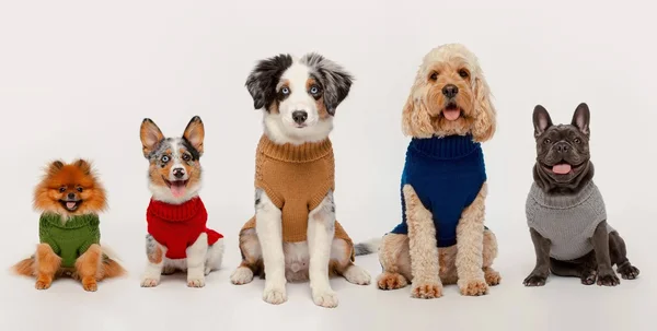 Fab Dog Super Chunky Turtleneck Dog Sweater - Black, 8x22
