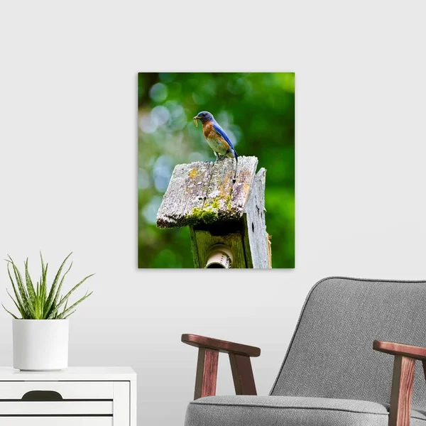 North America, USA, Minnesota, Mendota Heights, Eastern Bluebird, Canvas Wall Art, 16x20, Great Big Canvas