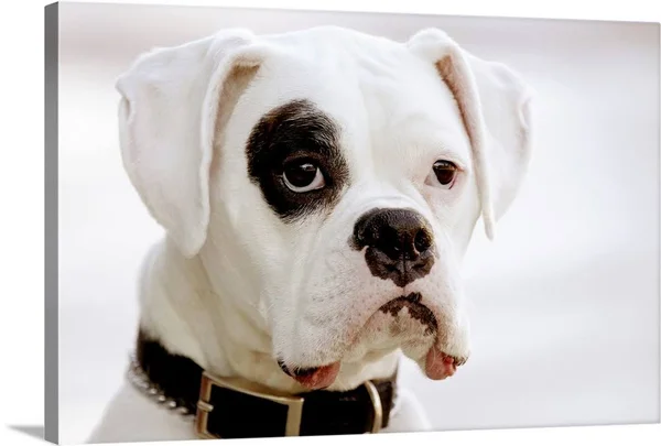 White Boxer Dog - Canvas Wall Art, 24x16, Great Big Canvas
