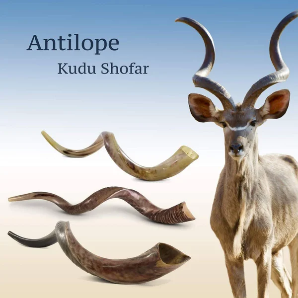20x22-22x22 Yemenite Kudu Shofar - Natural