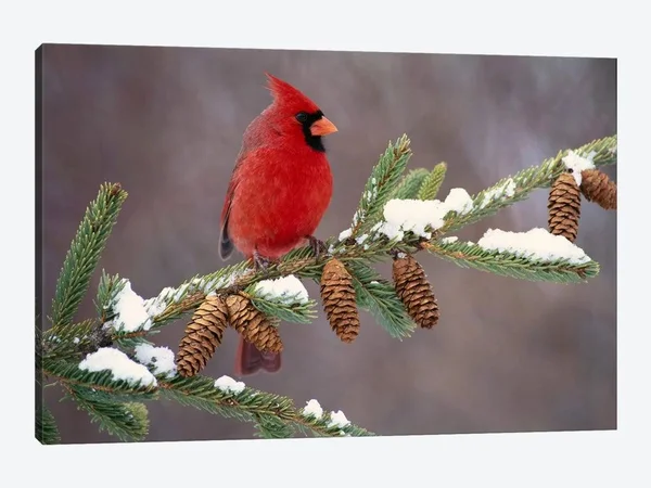 Steve Gettle Canvas Prints - Northern Cardinal Male, South Lyon, Michigan ( Animal Art > Birds > Cardinals art)