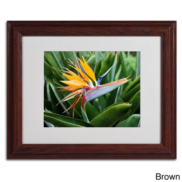 Trademark Fine Art Bird of Paradise Matted Framed Art by Pierre Leclerc - Size: 16 x 20