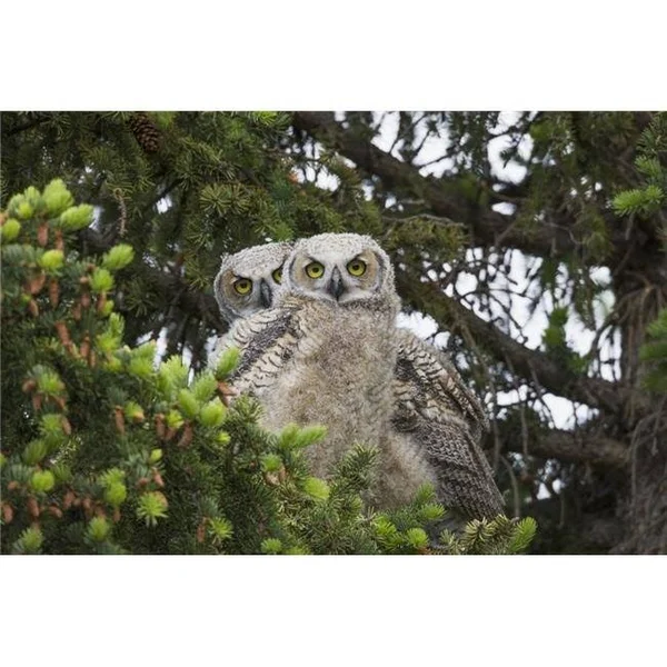 A Family of Great Horned Owls Poster Print 38 x 24 in Large