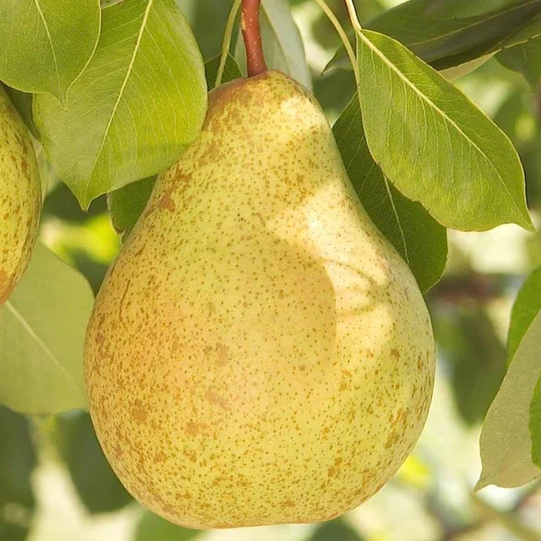Gardens Alive! White Flowering Ambrosia Pear Fruit Tree Bare Root, 69074