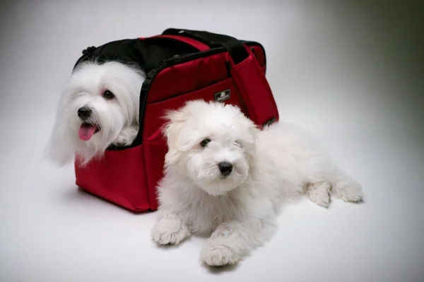 Sleepypod Atom Metropolitan Pet Carrier Olive