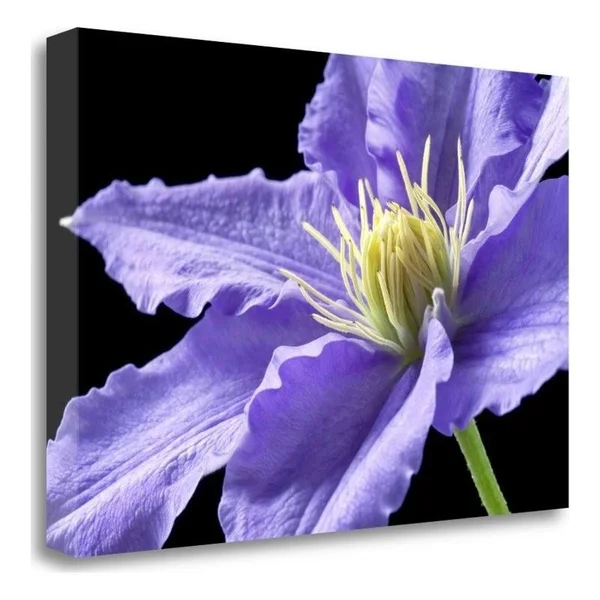 Purple Clematis by Amalia Elena Veralli Wrapped Canvas Wall Art