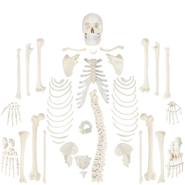 Axis Scientific Complete Disarticulated Human Skeleton Bundle - Includes 3 Part Human Skull, Life Size Bones, Articulated Hand an