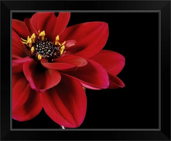 Red Flower on Black 02 - Black Framed Wall Art, 20x16, Great Big Canvas