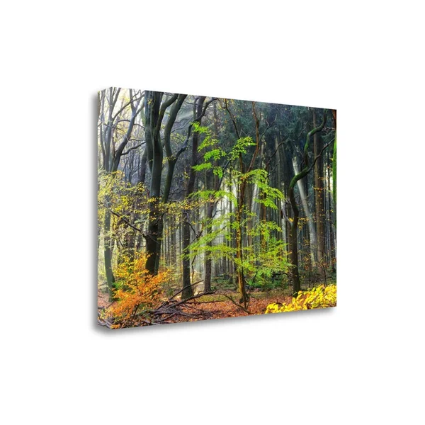 Tangletown Fine Art 'Colors of The Forest IV' Photographic Print on Canvas, Orange