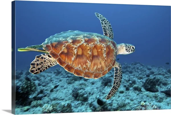 Green Sea Turtle, Large Solid-Faced Canvas Wall Art Print, Great Big Canvas
