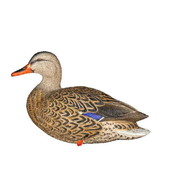 Avian-X Full Body Mallard Decoys 6 Pack
