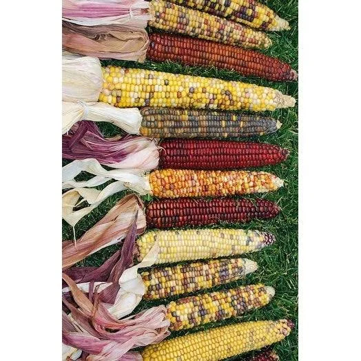 Decorative Indian Corn - Large -- 12 per Order - Grade A, Long, White