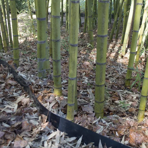 Bamboo Shield - 80 Mil Thick by 30in Depth 90 Feet