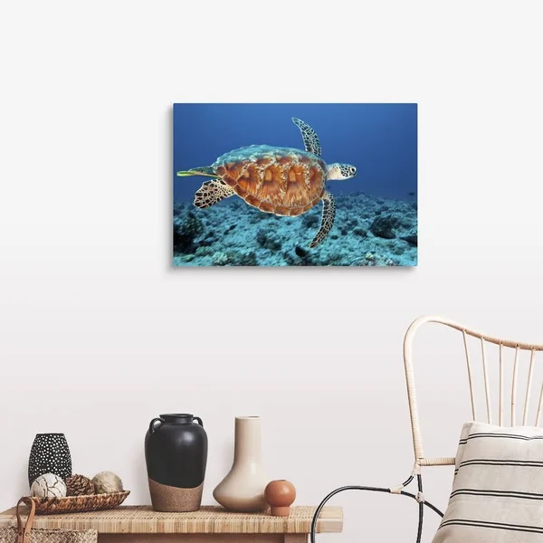 Green Sea Turtle, Large Solid-Faced Canvas Wall Art Print, Great Big Canvas