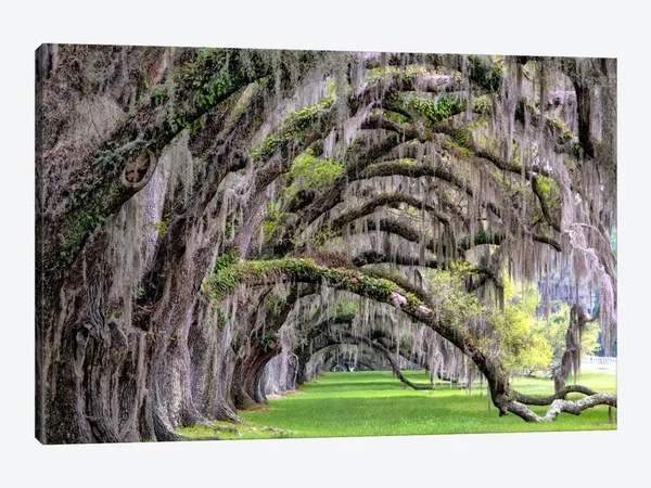 Hanging to The Right Canvas Artwork Print by Daniel Burt ( Floral & Botanical > Tree Art art)