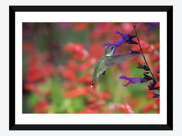 Framed Poster Prints - Ruby-Throated Hummingbird on Purple Majesty salvia. Marion County, Illinois. by Richard & Susan Day (