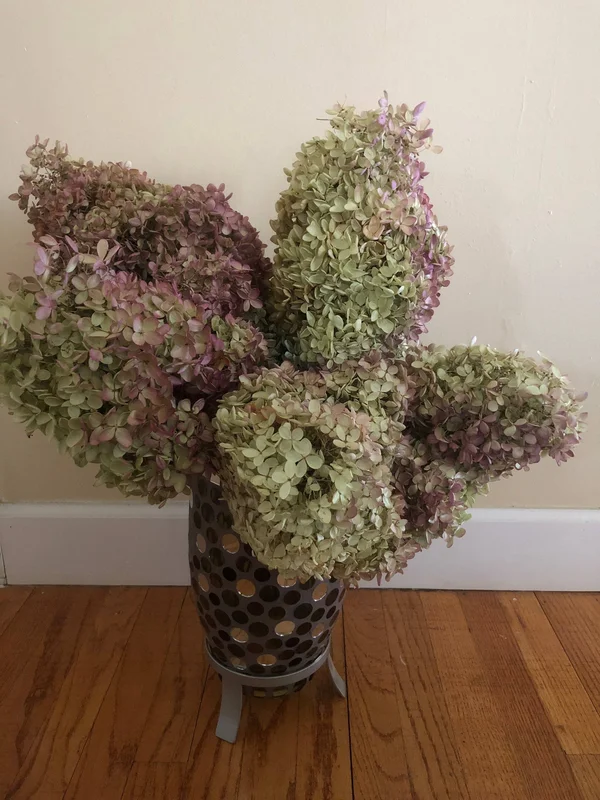 Dried Hydrangea Flowers