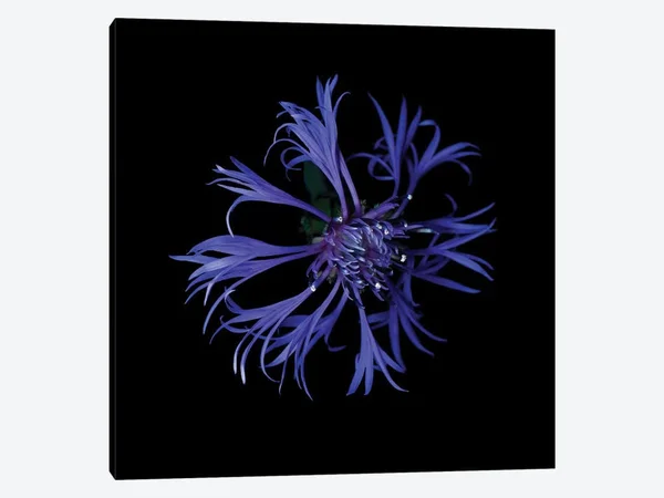 Magda Indigo Paintings Canvas Art Prints - Centaurea x ( scenic & landscapes > Nature > Nature close-ups > Flora
