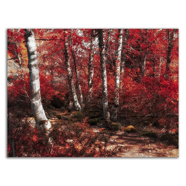 14x22 x 18x22 Red Trees Path by Vladimir Kostka Print on Canvas