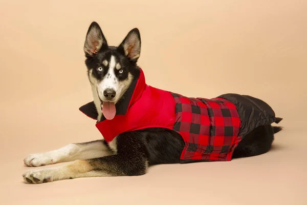 fabdog APP2508 Red Buffalo Check Color Block Puffer Jacket 24x22