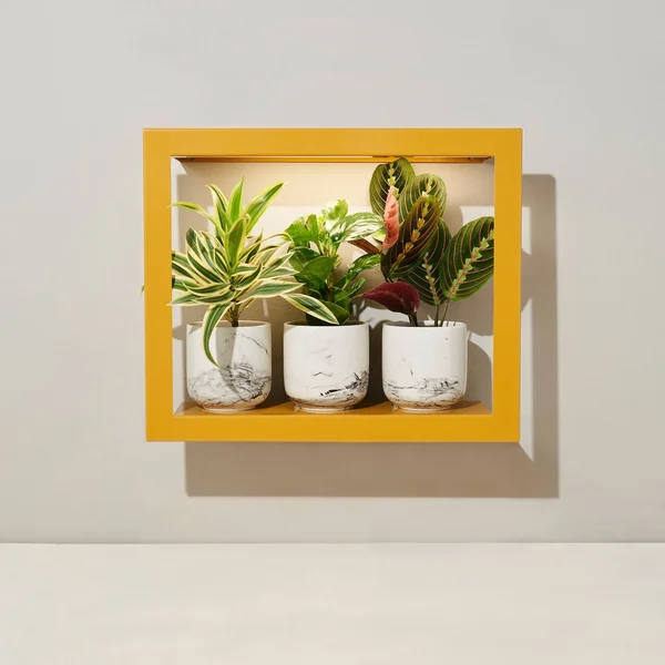 Modern Sprout Smart Growframe - Mustard