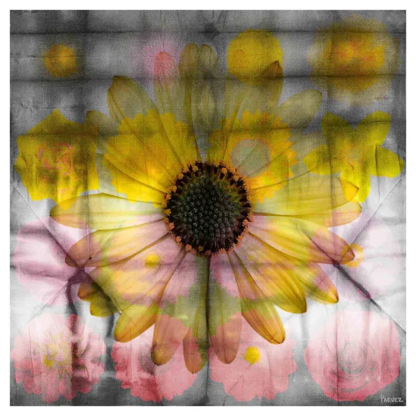 Parvez Taj Pink and Yellow Sunflower Painting Print on Wrapped Canvas