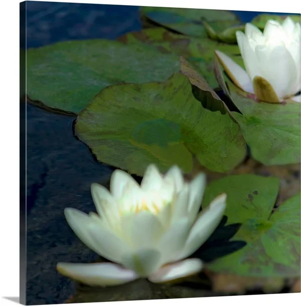 Water Lilies I, Canvas Wall Art, 20x20, Great Big Canvas