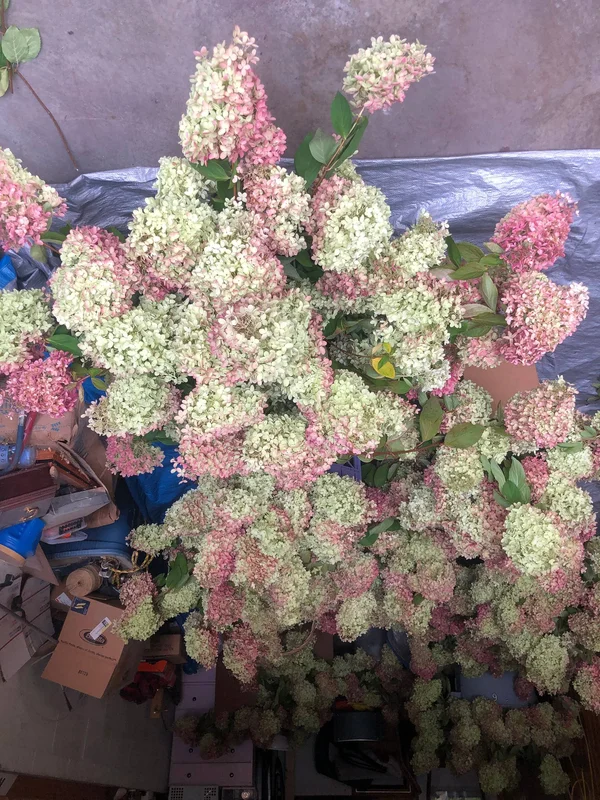 Dried Hydrangea Flowers