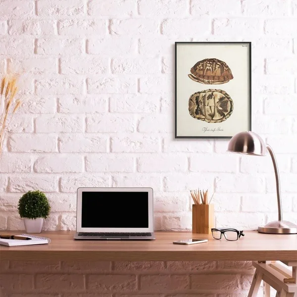 Stupell Industries Box Turtle Shell Scientific Aquatic Reptile Study Framed 20-in H x 16-in W Coastal Wood Print in Off-White | - 16 x 1.5 x 20 In