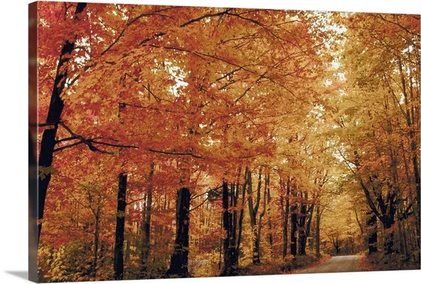 Footpath Through Autumn Forest, Large Solid-Faced Canvas Wall Art Print, Great Big Canvas